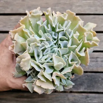 Echeveria 'Nichi' (Shaviana X 'Topsy Turvy' - vaso9) - Foto 2