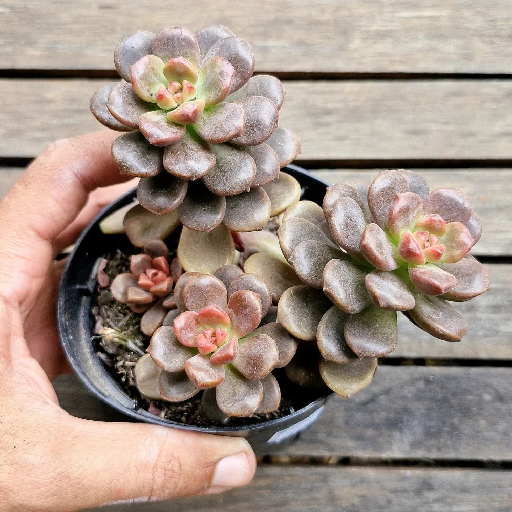 Graptosedum 