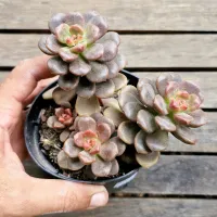 Graptosedum 'Adria Bubbaloo' (colônia - vaso11)
