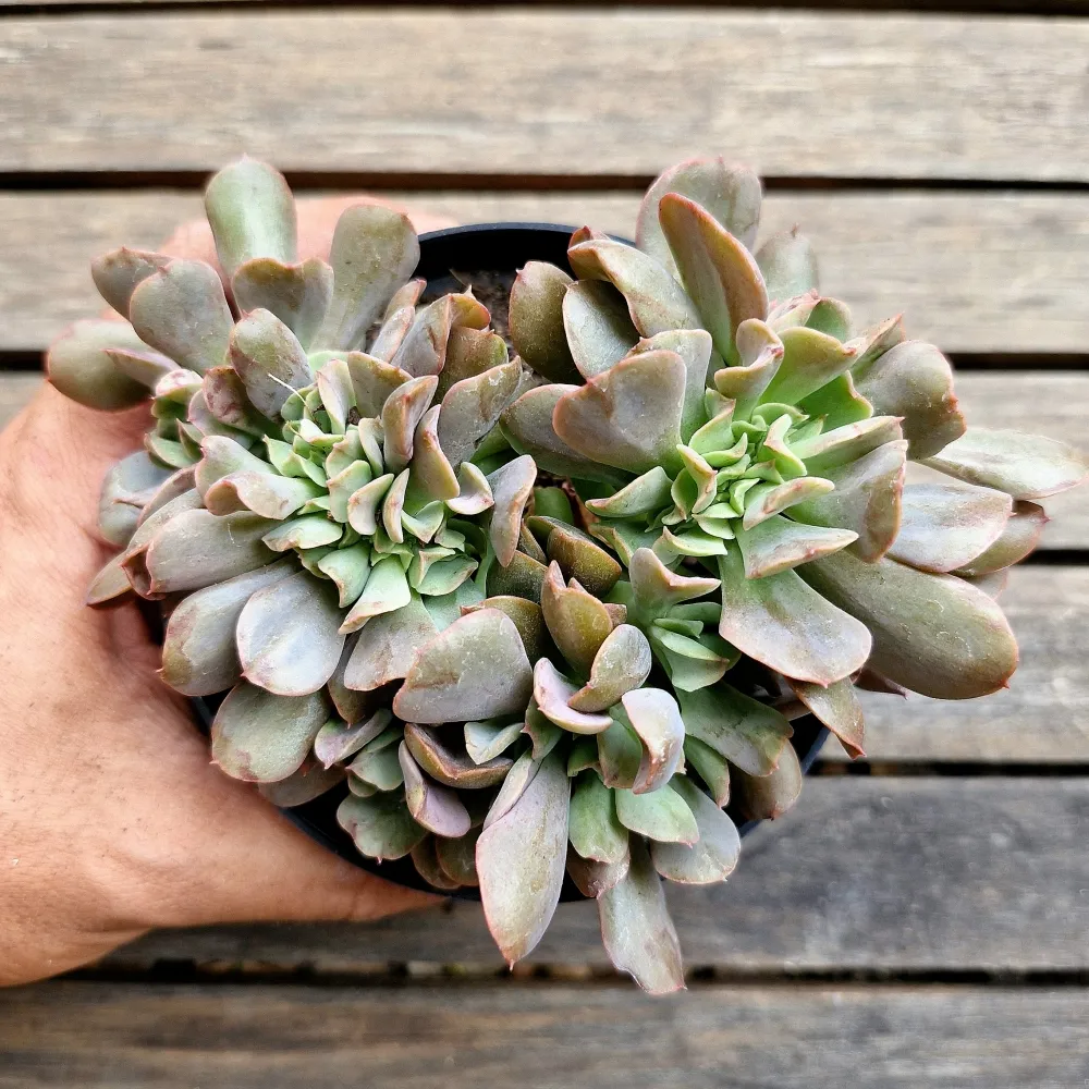 Echeveria 