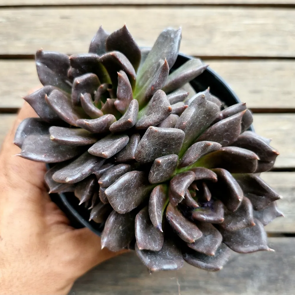 Echeveria 'Hot Chocolat' (2 rosetas - vaso11) Imagem