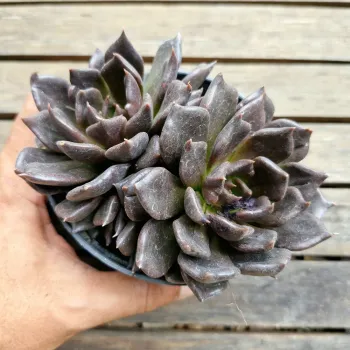 Echeveria 'Hot Chocolat' (2 rosetas - vaso11) - Foto 2