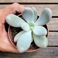 Pachyphytum oviferum (Pedra da Lua - vaso11) - Foto 3