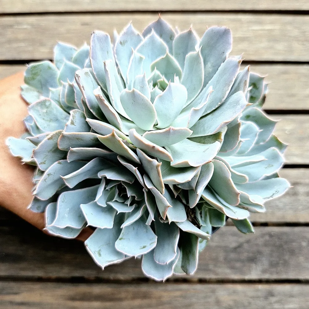 Echeveria 