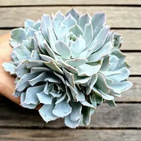 Echeveria 'Blue Heron' (colônia - vaso11)