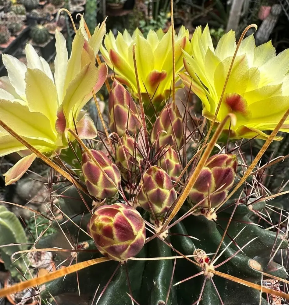 Hamatocactus sinuatus var. flavispinus (vaso11)