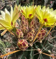 Hamatocactus sinuatus var. flavispinus (vaso11)