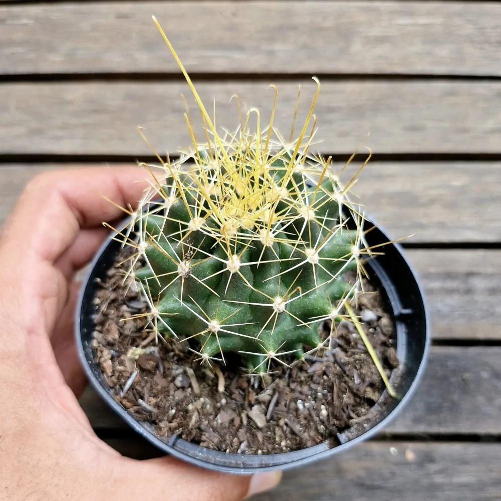 Hamatocactus sinuatus var. flavispinus (vaso11) - Foto 2