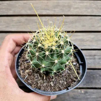 Hamatocactus sinuatus var. flavispinus (vaso11) - Foto 2