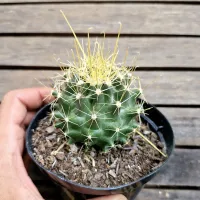 Hamatocactus sinuatus var. flavispinus (vaso11) - Foto 3
