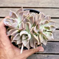 Echeveria híbrida rosada (colônia única- vaso11)