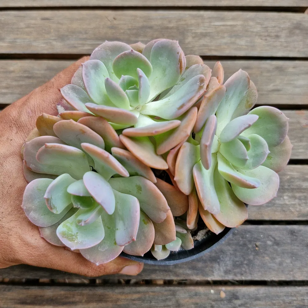 Echeveria híbrida azul e rosa (colônia única- vaso11)