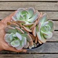 Echeveria híbrida azul e rosa (colônia única- vaso11)