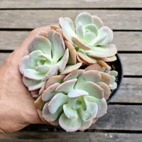 Echeveria híbrida azul e rosa (colônia única- vaso11) - Foto 2