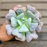 Echeveria 'Hearts Delight' G (vaso11) - Foto 2