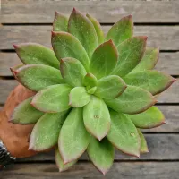 Pachyphytum híbrido (verde pontas vermelhas - vaso9)