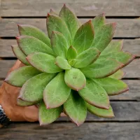 Pachyphytum híbrido (verde pontas vermelhas - vaso9) - Foto 2