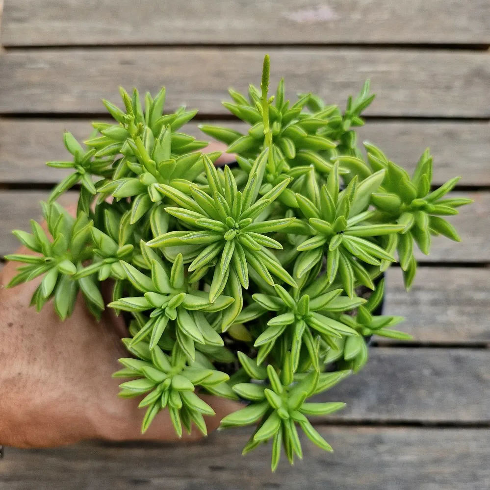 Peperomia axillaris (arvorezinha - vaso11)