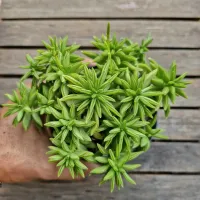 Peperomia axillaris (arvorezinha - vaso11)