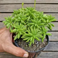 Peperomia axillaris (arvorezinha - vaso11) - Foto 2