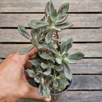Echeveria nodulosa (colônia- vaso11)
