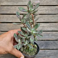 Echeveria nodulosa (colônia- vaso11) - Foto 2