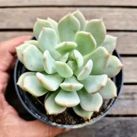 Echeveria híbrida clara (única - vaso11) - Foto 2