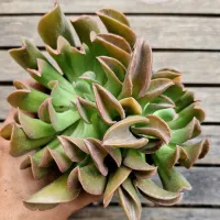Echeveria 'Dark Vader' G (2 rosetas - vaso11)