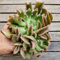 Echeveria 'Dark Vader' G (2 rosetas - vaso11) - Foto 2
