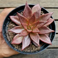Echeveria agavoides 'Romeo' (folha fina - única -vaso11)