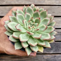 Echeveria agavoides 'Sagita' (vaso11)