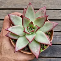 Echeveria agavoides 'Electra' (vaso11)