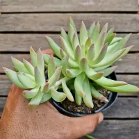 Sedeveria híbrida da Colorata Brandtii (vaso11) - Foto 2