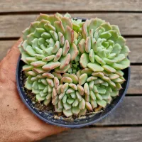 Echeveria 'Victory' (colônia- vaso11)