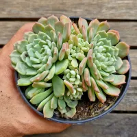 Echeveria 'Victory' (colônia- vaso11) - Foto 2