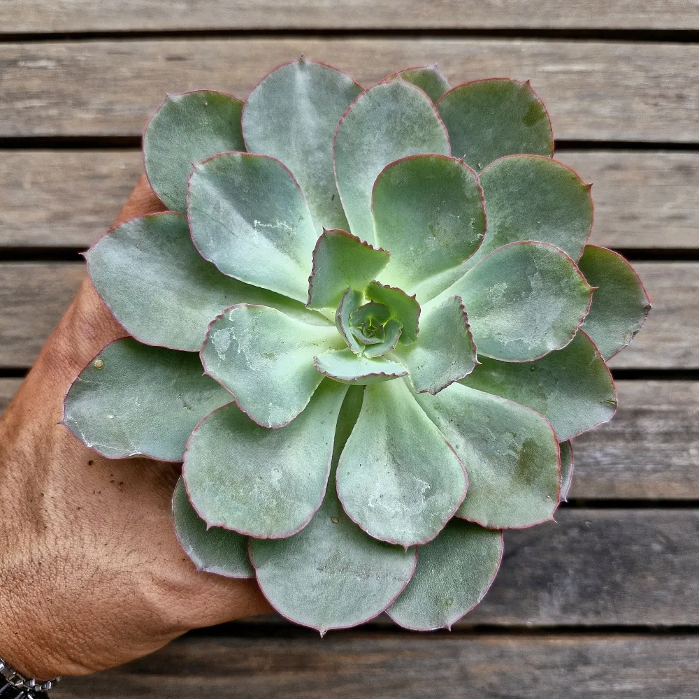 Echeveria 'Gila' x shaviana (vaso11) Imagem