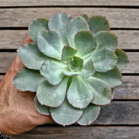 Echeveria 'Gila' x shaviana (vaso11)