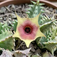 Huernia 'Freaks' (vaso11)