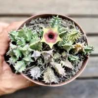 Huernia 'Freaks' (vaso11) - Foto 2