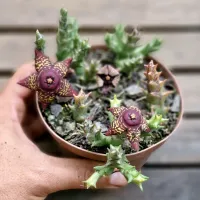 Orbea doldii (vaso11)