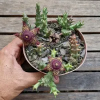 Orbea doldii (vaso11) - Foto 2