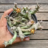 Orbea schwenfurthii (vaso11)