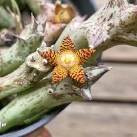 Orbea schwenfurthii (vaso11) - Foto 2