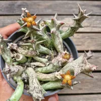 Orbea schwenfurthii (vaso11) - Foto 3