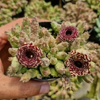 Huernia híbrida tigrada (vaso9)