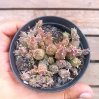 Huernia híbrida tigrada (vaso9) - Foto 2