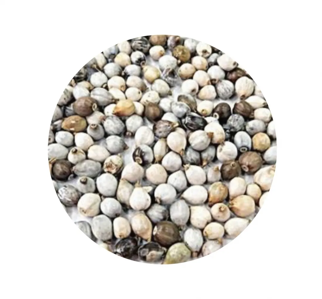 Lágrima de nossa senhora 100g