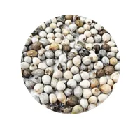 Lágrima de nossa senhora 100g