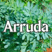 Arruda