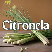 Citronela